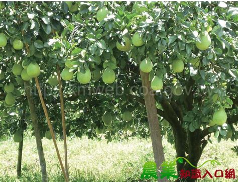 文旦樹剪枝影響花開|文旦果園夏季修剪技術(農業部全球資訊網)